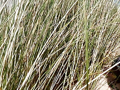 Suddenly a Stranger sneaks up and starts Touching my hairy Beaver on the Beach