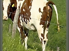 Der Sadisten-Zirkel 11 (Full Video) Der Sadisten-Zirkel 11 (Full Video)