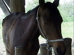 Storie Italiane di Puledre e Stalloni - Scene 1 Storie Italiane di Puledre e Stalloni - Scene 1