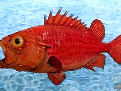 SpongeBob fuck-fest - SpongeKnob SquareNuts