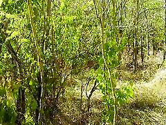 Lady Alice Compilation 09 Endless Wild Passion mesmerize Version Lady Alice Compilation 09 Endless Wild Passion mesmerize Version