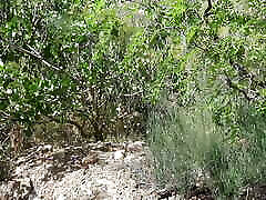 Horny undr 18 girl Wife Lets Him Cum In Her Mouth During Hike In National Park Horny undr 18 girl Wife Lets Him Cum In Her Mouth During Hike In National Park