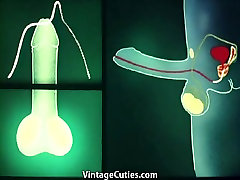 Anatomic Sex in Different wshh uncuts 1960s Vintage