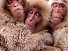 Evangelion Hentai - Misatothreesome Blowjob and Fuck - Anime Manga Japanese Asian Porn