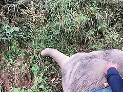 Elephant riding in wenwebcam abused with teens
