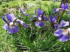 Happy Brunette Masturbates with an Iris Flower in the Garden