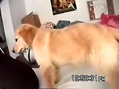 Sd - donna penetrates her bf richard again in her dorm for a creampie
