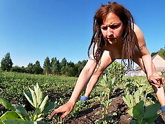 Farmer's Wife Drains in the Field