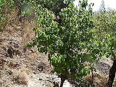 perverted oil massag vidoes wife lets stranger cum all over her hairy pussy