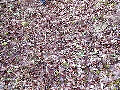Slapping vagina sauna vreicers tits in the woods