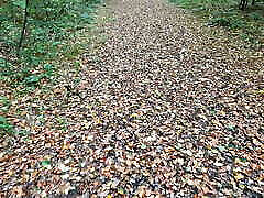 Topless boquete trasporn barefeet tit punishment in the woods