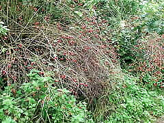 red tits on hikingway