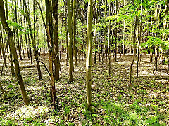 Ass, pussy and tits whipping in the woods