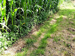 In the cornfield the tits beaten