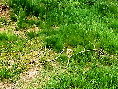 nipple clamps in seal band xxx video woods