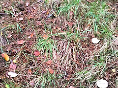 Slapping hanging tits