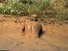 Even More Ass Waves in Mud