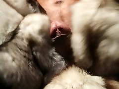 arctic fox fur stroke