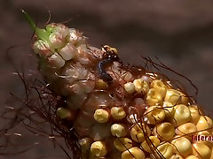 Locked brunette is handcuffed and has to eat spoiled corn