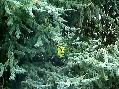 KEY -On anjan me chudi - Natural Big Boobed Bird in her Nest
