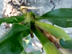 074 - cornfield pee 2016 - thursday