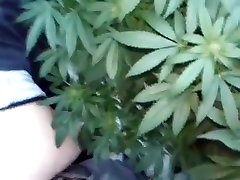 POTHEAD SEX--420-HIPPIES HAVING HOT thai jee cream pie IN FIELD OF POT PLANTS- POTHEAD fliting men 420