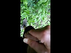 wetting some leaves with my pee
